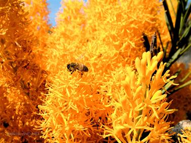 Flower & Bee, Cape Le Grand National Park, Western Australia
